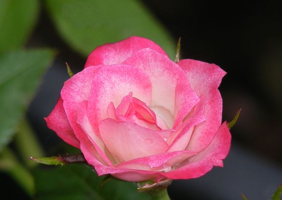 Kristin photo kri2014_08010025_zps9fd137f8.jpg